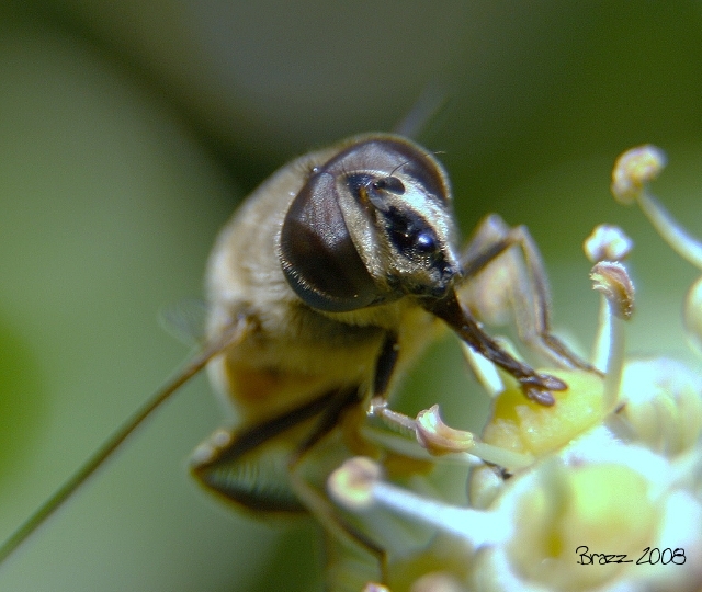 Eristalis tenax